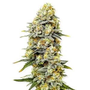 Green Crack x Do-Si-Dos – Blimburn Seeds