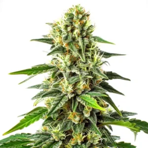 Green Crack x Somango – Blimburn Seeds