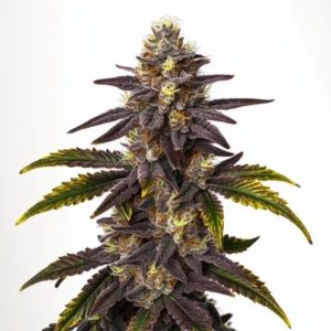 Gruntz – Blimburn Seeds