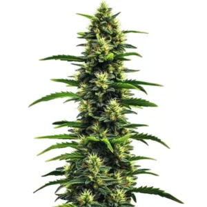 Gushers – Blimburn Seeds