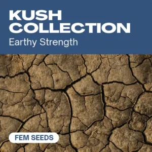 Kush Collection – Blimburn Seeds