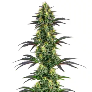 Hawaii x Purple Skunk – Blimburn Seeds