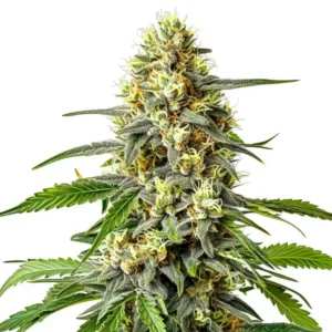 Haze XL Auto – Blimburn Seeds