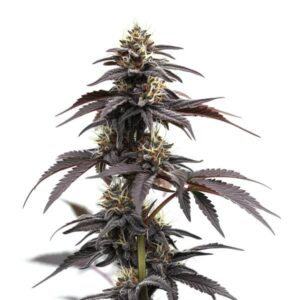 Headband Autoflower – Blimburn Seeds