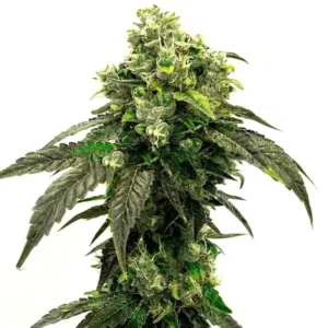 Hindu Kush – Blimburn Seeds