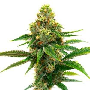 Honey Banana Cannabis Extraction – Blimburn Seeds