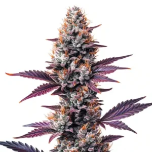 Humboldt – Blimburn Seeds