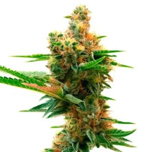 Island Sweet Skunk – Blimburn Seeds