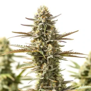Jealousy Cannabis Extraction – Blimburn Seeds
