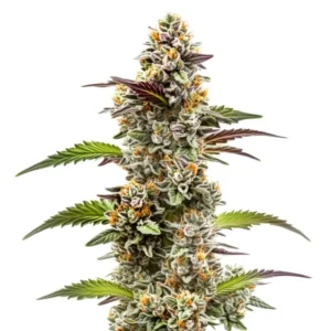 Jungle Breath – Blimburn Seeds