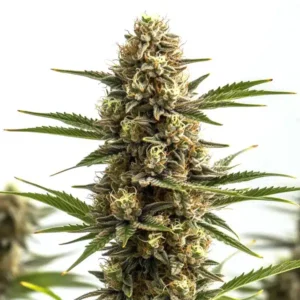 Jungle Wreck – Blimburn Seeds