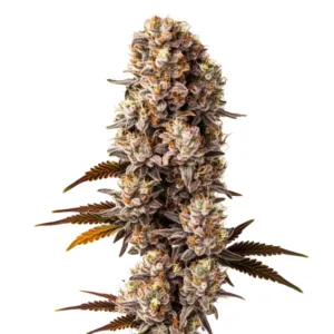 Killer – Blimburn Seeds
