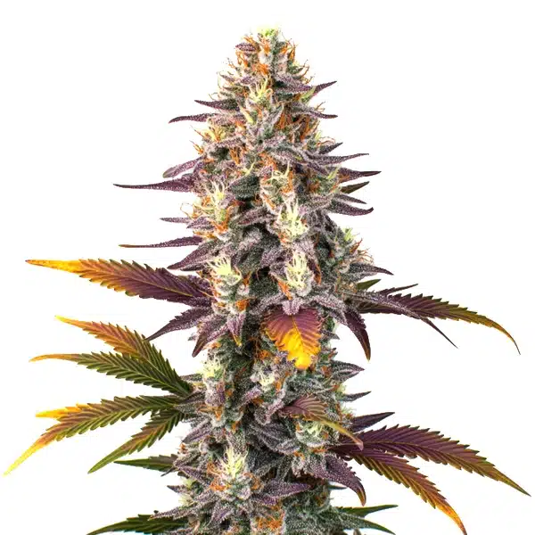 Kush Mints Regular – Blimburn Seeds