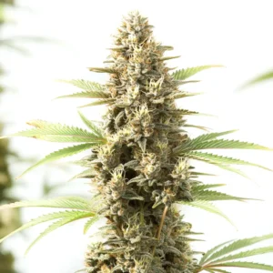 Kyle’s Sweet Island – Blimburn Seeds