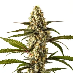 Lemon Haze Autoflower – Blimburn Seeds