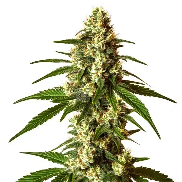 Lemon Kush – Blimburn Seeds
