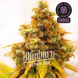 Lemon Tree x Z OG HMC Edition – Blimburn Seeds