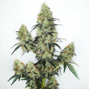 Lemon Z OG Auto – Blimburn Seeds