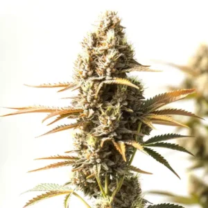 Magnum Autoflower – Blimburn Seeds