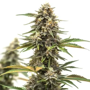 Mandarine Auto – Blimburn Seeds