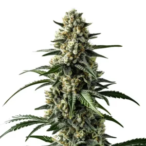 Mango – Blimburn Seeds