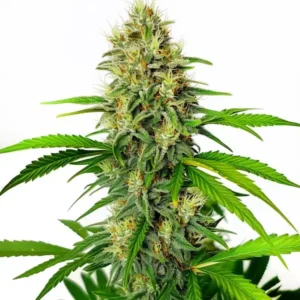Maxigom Auto – Blimburn Seeds