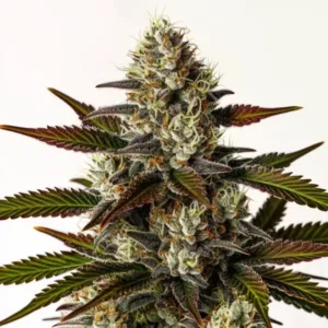 Moonbow – Blimburn Seeds