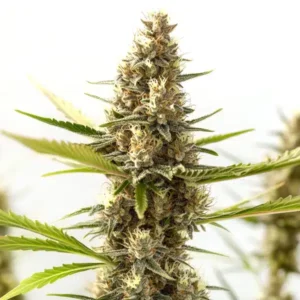 Nikki & Swami’s Taängie – Blimburn Seeds