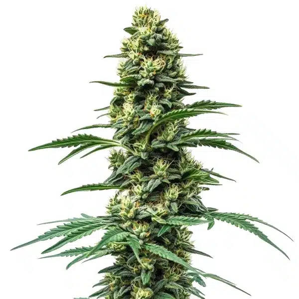 Northern Lights #10 x Amnesia Haze – Blimburn Seeds