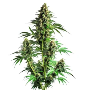 Northern Lights Autoflower F1 – Blimburn Seeds