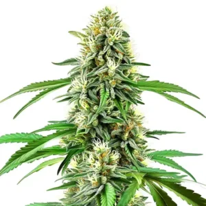 Northern Lights x Cream Auto – Blimburn Seeds