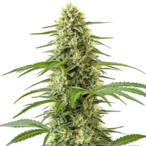 Northern Lights x Skunk – Blimburn Seeds