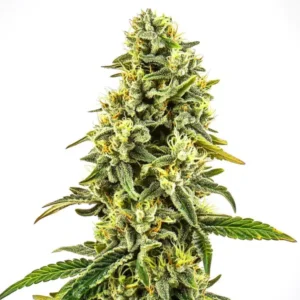 OG Kush CBD (1:15) – Blimburn Seeds