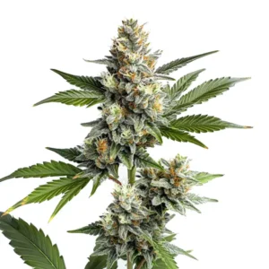 OG Kush Regular – Blimburn Seeds