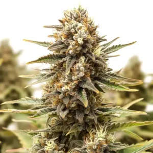 Orange Cake – Blimburn Seeds