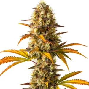 Orange Cookies – Blimburn Seeds
