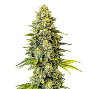 Original Glue – Blimburn Seeds
