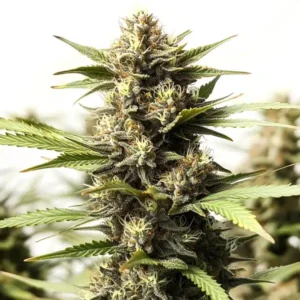 Papas Candy Regular – Blimburn Seeds