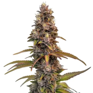 Peachez – Blimburn Seeds