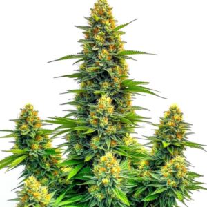 Pineapple Autoflower – Blimburn Seeds