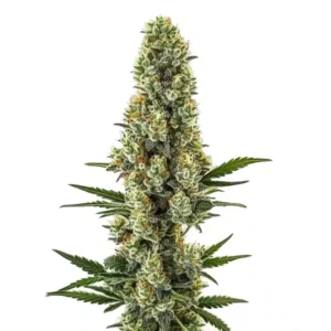 Powerplant Fast Version – Blimburn Seeds
