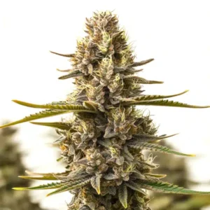 Purple Kush x White Russian – Blimburn Seeds