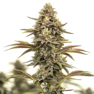 Purple Urkle Auto – Blimburn Seeds