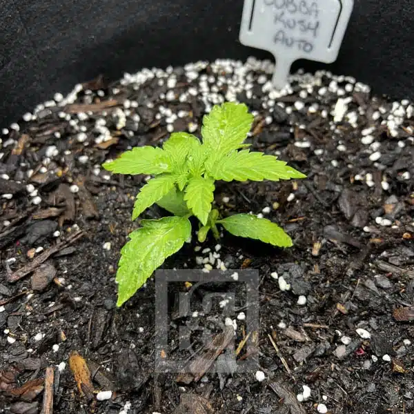 Bubba Kush Autoflower – Blimburn Seeds