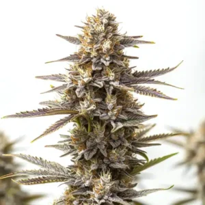 RS11 x Gushers – Blimburn Seeds