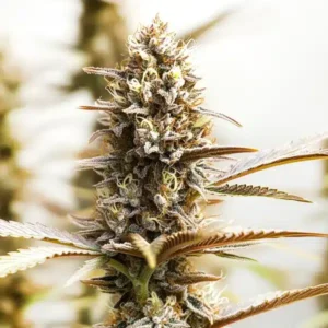 RS11 x Super Boof – Blimburn Seeds