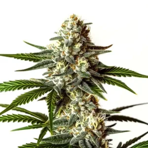 Rainbow Sherbet – Blimburn Seeds