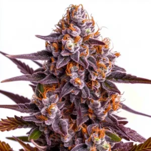 Ricky Bobby – Blimburn Seeds