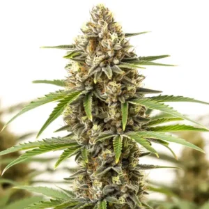San Fernando Valley Regular – Blimburn Seeds
