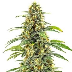 Santa Muerte FBV – Blimburn Seeds